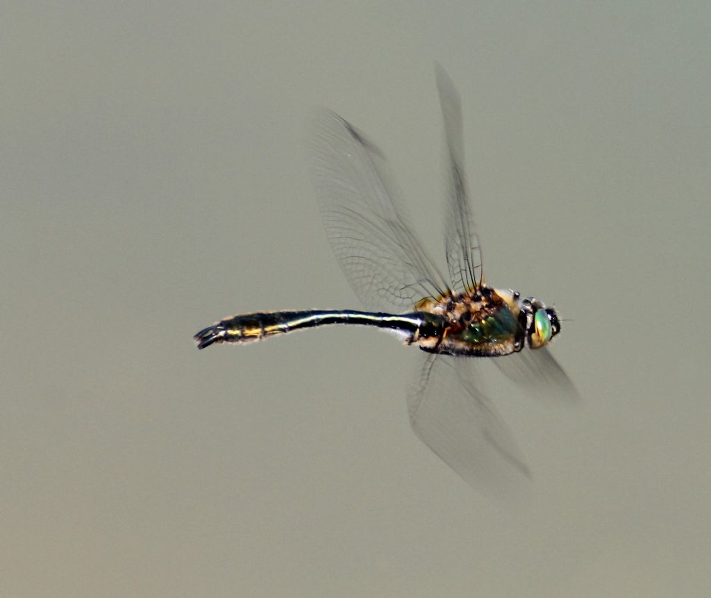 Cordulia aenea, maschio